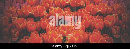 Yellow orange tulips, orange tulips on a green background , spring-blooming and the flowers are usually large , so beautiful in garden Stock Photo