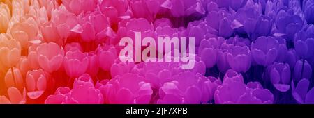 Red tulips in soft light on a blurred background with space for text. Tulip blooms in the greenhouse in spring. Floral banner for florist shop. Stock Photo