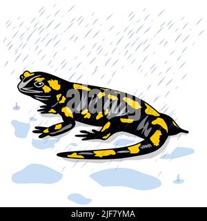 salamander lizard black and yellow in rain water clipart vector illustration Stock Vector