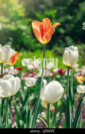 Natural spring background. Flowers in the park on a sunny day. Garden with colorful tulips. Stock Photo