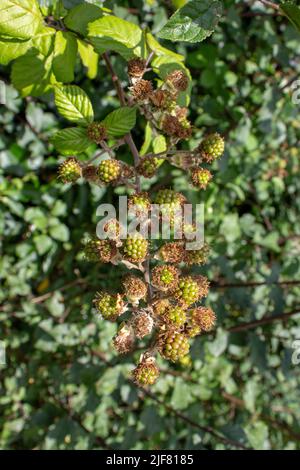 unripe fruit Blackberry (genus Rubus) isolated on a natural green hedge background Stock Photo