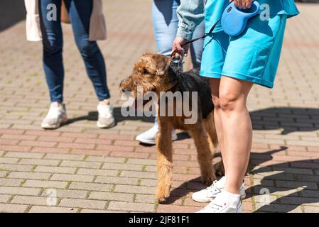 Cute Airedale Terrier on a leash next to the owner, with his tongue hanging out. High quality photo Stock Photo