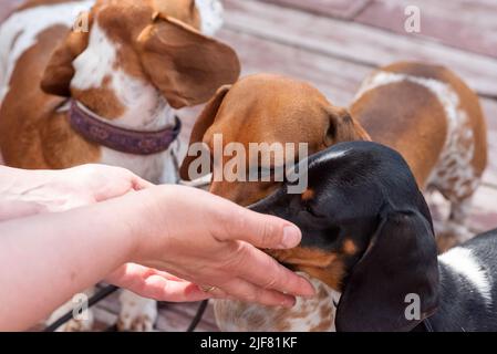 Three cute spotted pygmy dachshunds sniffing a person's hand. High quality photo Stock Photo