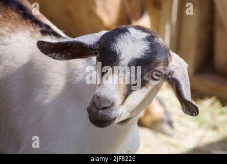 Nubian Goat kid, a popular pet and dairy goat breed in close up face photograph. Stock Photo