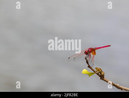 A Colourful Dragonfly sitting on a twig  (image taken in Bheemeshwari) Stock Photo