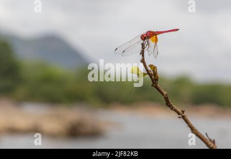 A Colourful Dragonfly sitting on a twig at the backdrop of River Cauvery (image taken in Bheemeshwari) Stock Photo