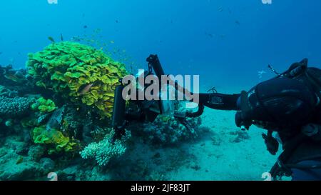 Underwater videographer shooting tropical fishes swimming near Lettuce coral or Yellow Scroll Coral (Turbinaria reniformis). Red sea, Egypt Stock Photo
