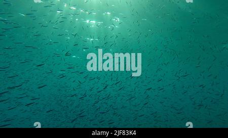 Large school of small fish swims under surface of water in the sun rays on dawn. Red sea, Egypt Stock Photo