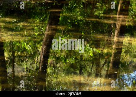 Reflejo en el agua del bosque, acuarela natural Stock Photo