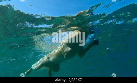 Underwater view golden retriever swim in the sea. The dog swims on the surface of the water. Red sea, Egypt Stock Photo