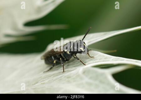 Closeup on a female Common masked bee, Hylaeus communis sitting on the grey leafs of Eryngium giganteum in the garden Stock Photo