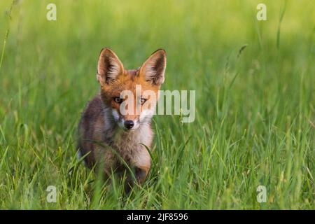 Junger Rotfuchs, neugierig in die Kamera schauend, Young red fox curiously looking at camera Stock Photo