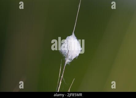 sedge stem with willow seeds caught in a ball in the wind isolated on a natural green background Stock Photo