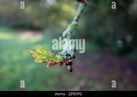 small oak tree branch with new buds isolated on a natural parkland background Stock Photo