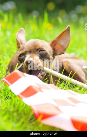 Russian toy terrier playing with a flag Stock Photo