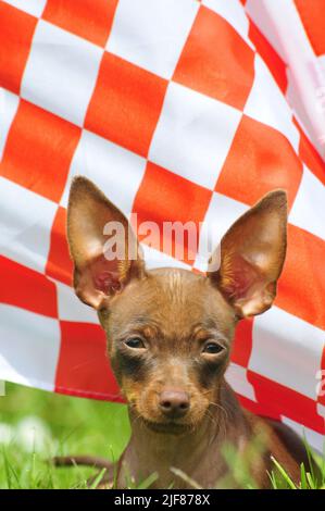 Russian toy terrier playing with a flag Stock Photo