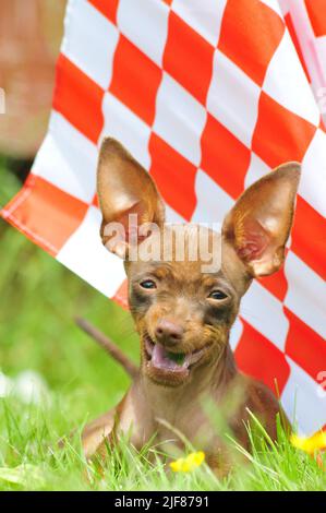 Russian toy terrier playing with a flag Stock Photo