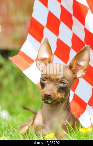 Russian toy terrier playing with a flag Stock Photo