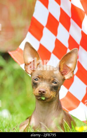 Russian toy terrier playing with a flag Stock Photo