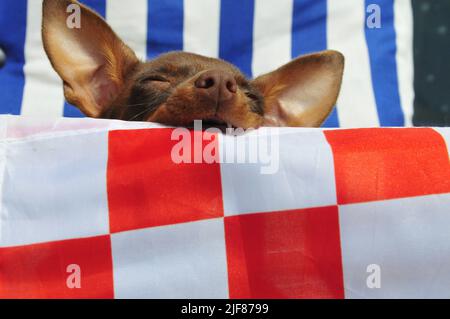 Russian toy terrier playing with a flag Stock Photo