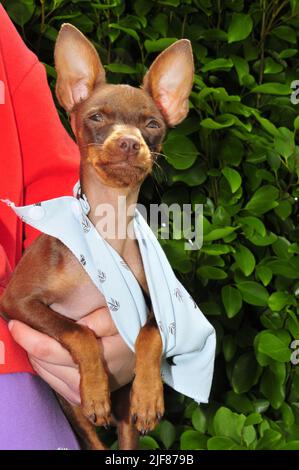 Russian toy terrier playing with a flag Stock Photo