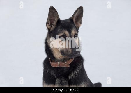 Cute east european shepherd puppy isolated on a white background. Close up. Pet animals. Purebred dog. Stock Photo