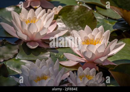 Pink water lily. Four water lilies in sunny day. Nymphaea. Peach Glow. Red Nymphaea. Beauty in nature. Stock Photo