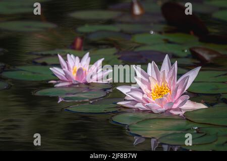 Pink water lily. Two water lilies in sunny day. Nymphaea. Peach Glow. Red Nymphaea. Beauty in nature. Stock Photo