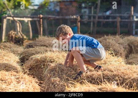 Boy blue t-shirt smile play climbs on down haystack bales of dry hay, clear sky sunny day. Outdoor kid children summer leisure activities. Concept Stock Photo