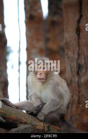 A vertical shot of Formosan Rock Macaque sitting on a bench Stock Photo