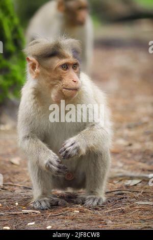 A vertical shot of a baby Formosan Rock Macaque sitting on the ground Stock Photo