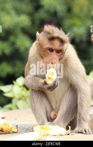 A vertical shot of a Formosan Rock Macaque eating a banana Stock Photo