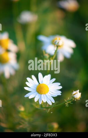 White blooming chamomile on green grass background. Selective focus of wildflower Stock Photo