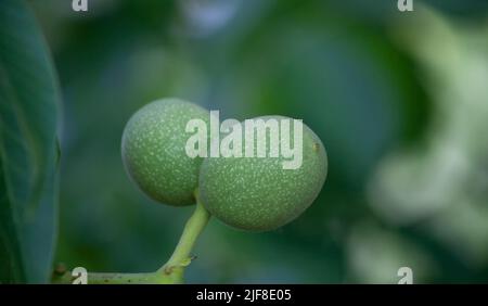Walnuts grow on a branch. Young walnut on a tree Stock Photo