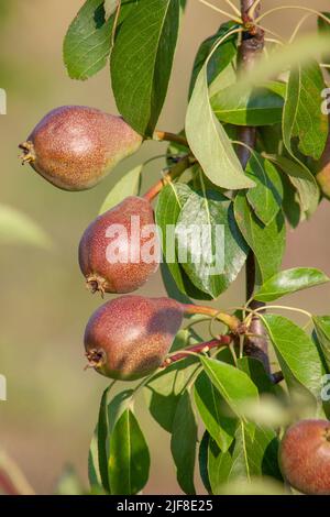 Pears and leaves on a tree close-up Stock Photo
