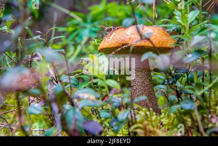 Leccinum versipelle, Boletus testaceoscaber or the orange birch bolete, edible mushroom Stock Photo