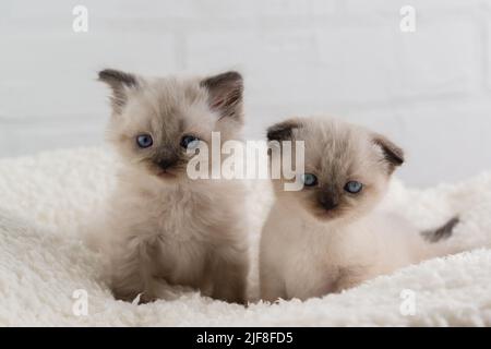 Two funny point-color kittens with blue eyes are sitting on the carpet and looking at the camera. Selective focus Stock Photo