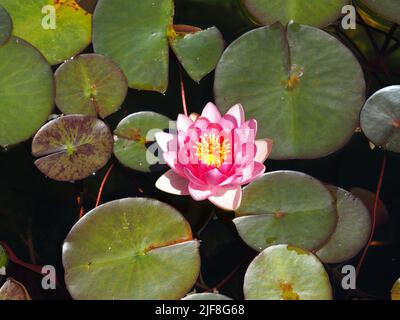 Elaborate hot pink flower of a water lily (Nymphaea candida) in a pond in Ottawa, Ontario, Canada. Stock Photo