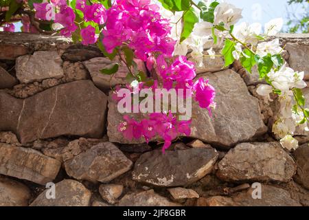 Pink and white bougainvillaea flowers with blue sky. Stonewall in the background. Close-up. Stock Photo