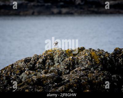 A common sandpiper perched on lichen-covered coastal rocks by the water in Scotland Stock Photo