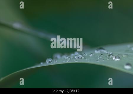 Close-up of green long grass on which several drops of water sit. The background is green. Stock Photo