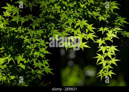 Japanese maple tree (Acer palmatum) in summer green in Izumi no mori park, Kanagawa, Japan. Stock Photo