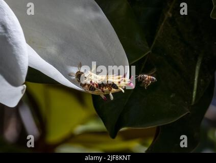 bees pollinating a magnolia flower close up blurred background Stock Photo