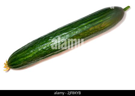 Smooth medium cucumber. Cucumber on a white background. Vegetable isolate. Fresh ripe vegetable before cooking dinner. cucumber flower Stock Photo