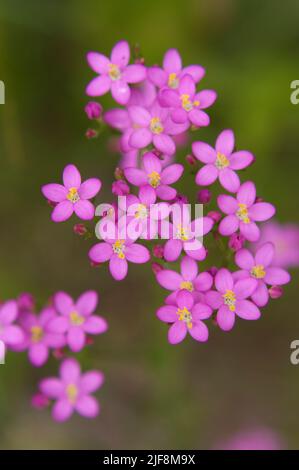 Closeup image of pink flowers of the Centaurium erythraea herb, a wildflower also known as feverwort or bitter herb, blooming in Washington State, USA Stock Photo