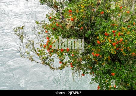 Hokitika River flowing to coast through steep Hokitika Gorge between rock sides and native forest and red rata flower, South Island New Zealand Stock Photo