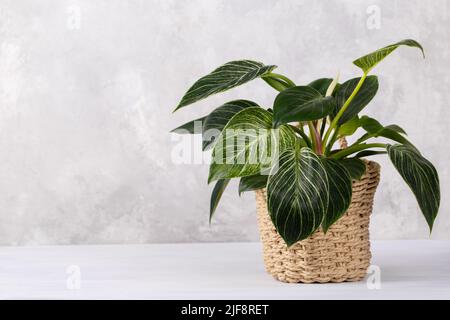 Birkin Philodendron house plant in a basket, grey stone background Stock Photo