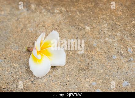 Close up fresh Plumeria Flower on the floor Stock Photo