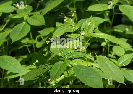 Impatiens parviflora, small balsam flowers in forest closeup selective focus Stock Photo