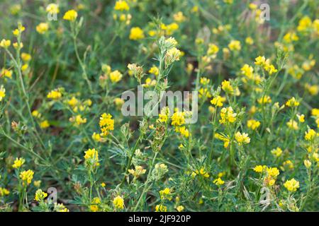 Medicago falcata, yellow lucerne flowers in meadow  closeup selective focus Stock Photo